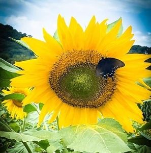 Meet your Posher, Rhonda